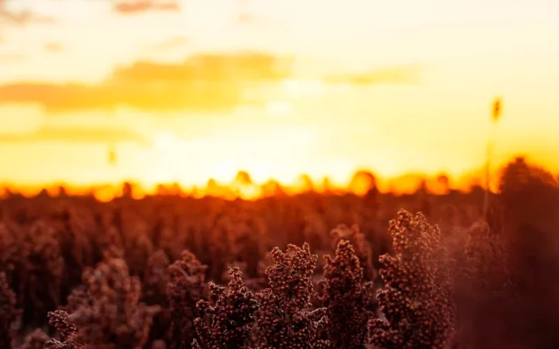 Boom do Sorgo: Como o Brasil Dobrou a Produção e Conquista Novos Mercados com Ajuda do Etanol e China