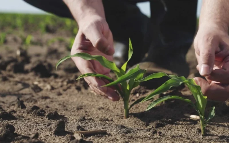 Boa Safra Expandindo Fronteiras: Joint-Venture na Nigéria Marca o Primeiro Passo da Sementeira Brasileira no Mercado Internacional