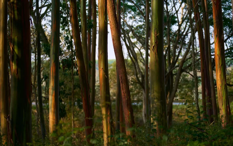 IA e o Futuro do Trabalho: A Busca por Dados Cruciais e a Revolução dos Data Centers Espaciais