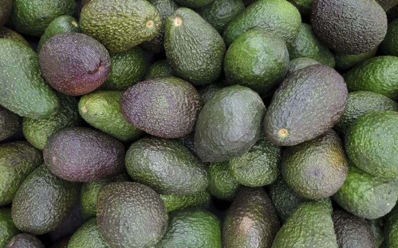 Do Pasto ao Avocado: A Nova Fronteira Agrícola Brasileira que Promete Multiplicar Retornos e Transformar o Mercado