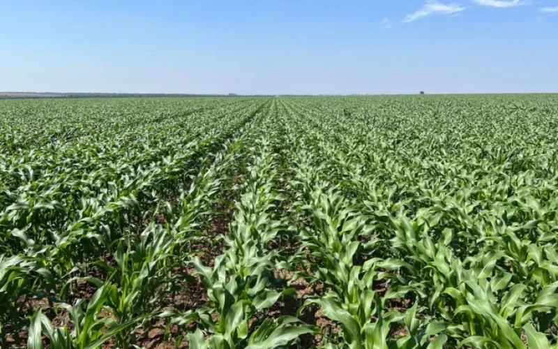 Chuva no Sul do Brasil Alivia Safra de Milho: O Que Isso Significa Para Seus Investimentos?