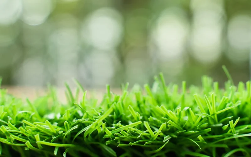 Grama Sintética: A Batalha Silenciosa Que Pode Custar Caro Para o Seu Bolso e Para o Planeta