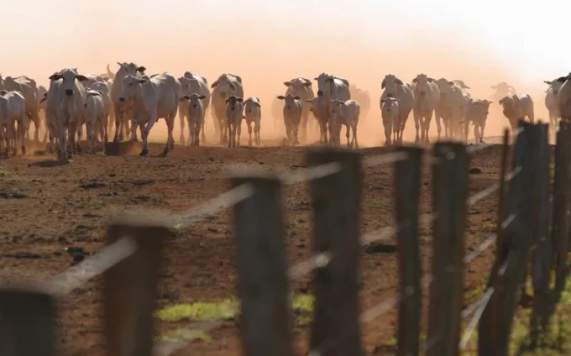 Friboi Paralisa Fábricas em MT por Alta do Boi: Entenda o Impacto nos Preços da Carne e o Ciclo Pecuário