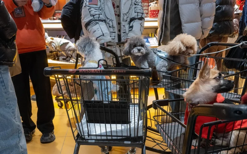 China Investe em Pets e Brinquedos para Turbinar Consumo: A Nova Era da "Economia Emocional"
