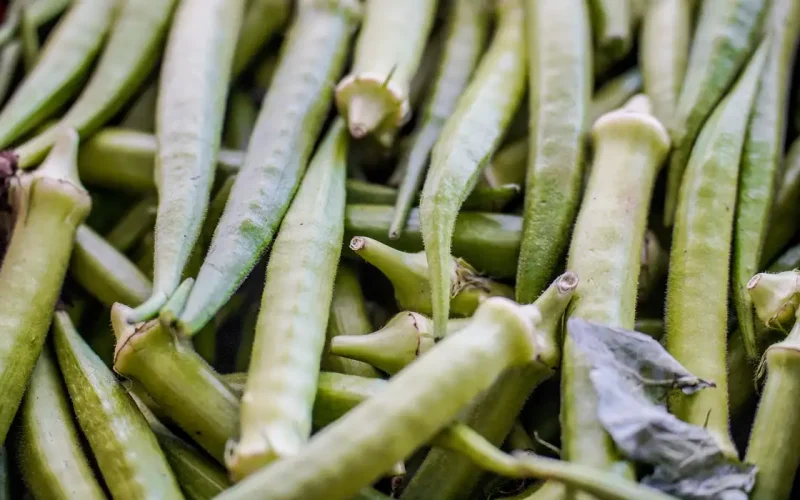 Garantia-Safra Abril 2025: Liberado Pagamento para Agricultores Familiares em 10 Estados Brasileiros; Saiba se Você Recebe!