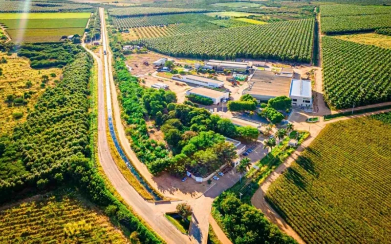 Timbaúba Queiroz Galvão: Como a gigante de sucos integrais mira dobrar o faturamento em 2030 com IA e exportação