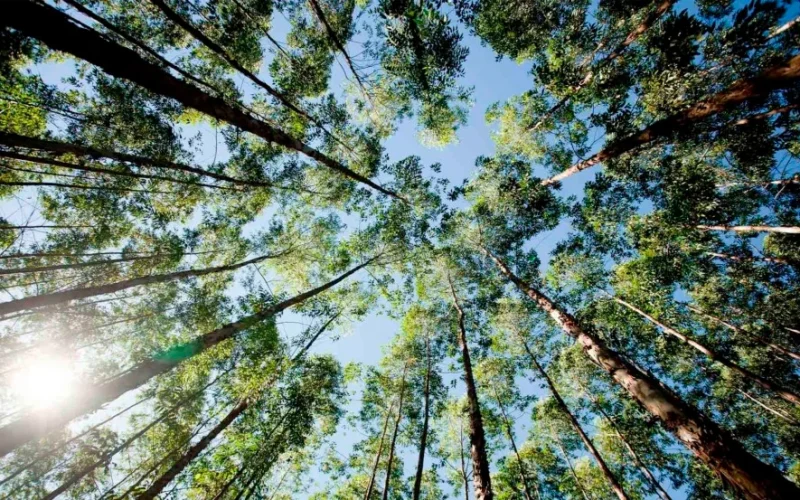 Etanol de Milho: Florestas Plantadas São Chave para Impulsionar Bioeconomia e Liderança Energética Brasileira