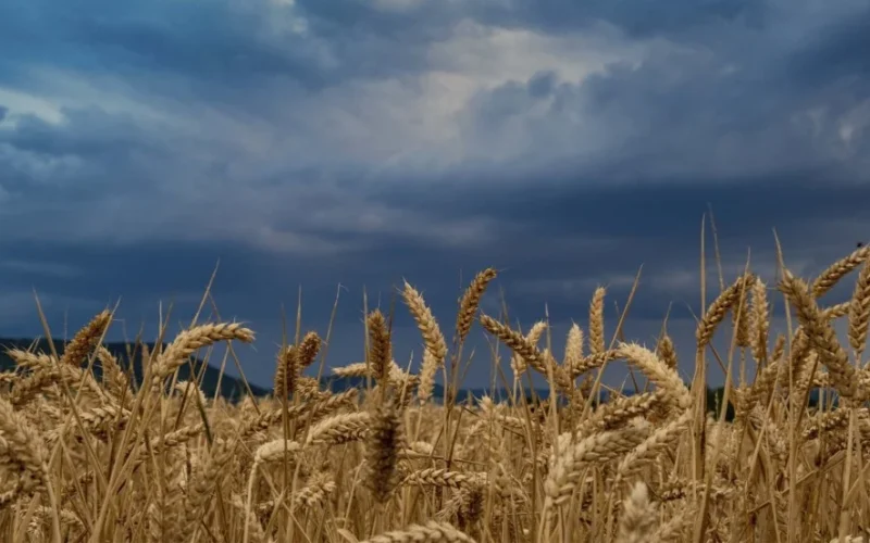 El Niño Chega Mais Cedo: Alerta Máximo para o Agronegócio Brasileiro e Impactos Globais