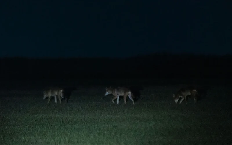 Colossal Biosciences Clona Lobos Vermelhos: Revolução ou Engano na De-extinção e Conservação?