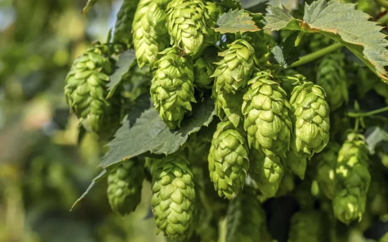 Lúpulo Brasileiro: A Revolução da Cadeia Verticalizada que Promete Transformar o Mercado de Cerveja e Gerar Bilhões em Exportação