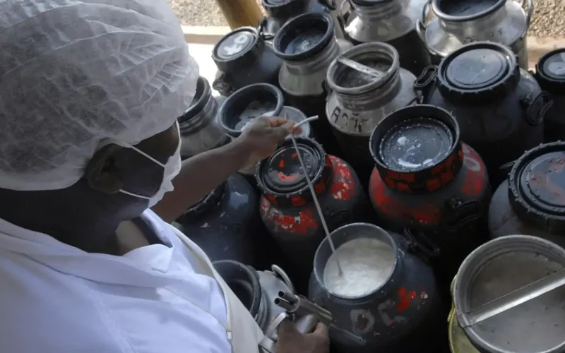 Crédito Emergencial para Cooperativas de Leite: Entenda a Nova Linha do Pronaf e Como Acessar