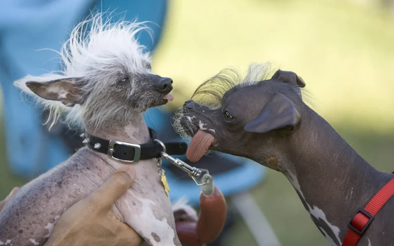 Imposto de Renda 2026: Despesas com Pets Podem Ser Deduzidas? Entenda a Legislação Atual e Propostas Futuras