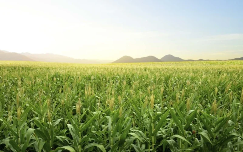 Seca em GO e MG afeta milho, enquanto chuva alivia perdas no Paraná: o que esperar para o agronegócio?